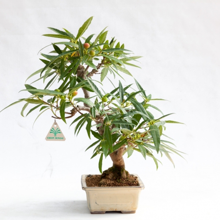 Ficus erecta - Figue - 41 cm