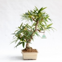 Ficus erecta - Fig - 41 cm
