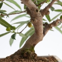 Ficus erecta - Fico - 41 cm