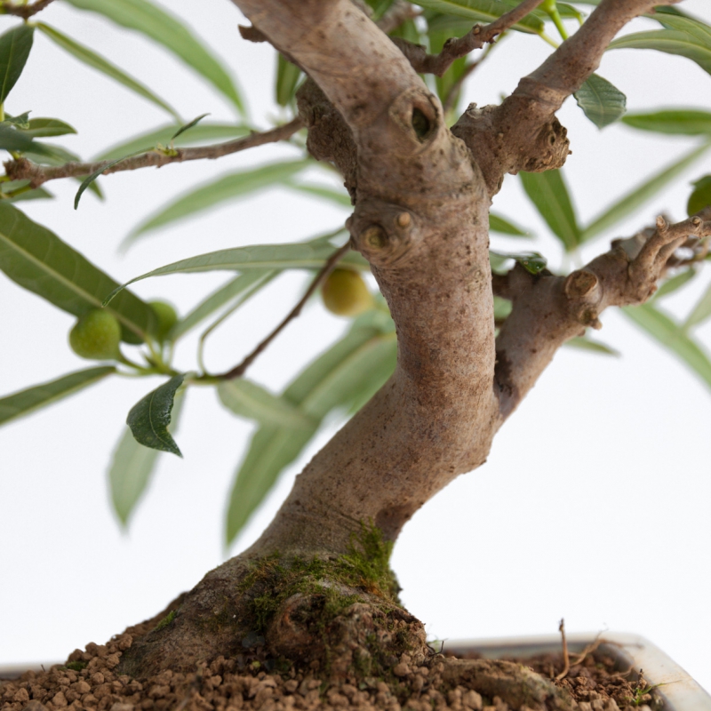 Ficus erecta - 41 cm