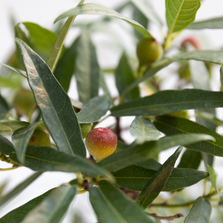 Ficus erecta - Fig - 41 cm