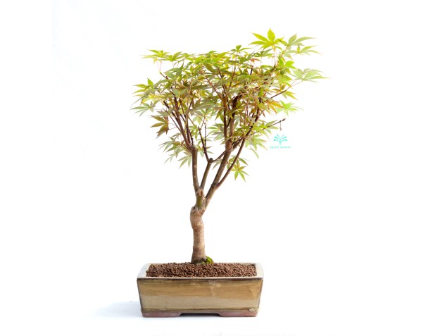 Acer palmatum nomura - Arce - 45 cm