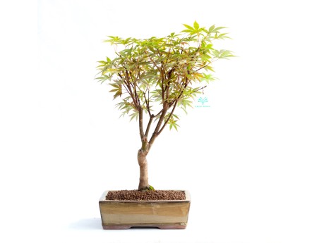 Acer palmatum nomura - érable - 45 cm