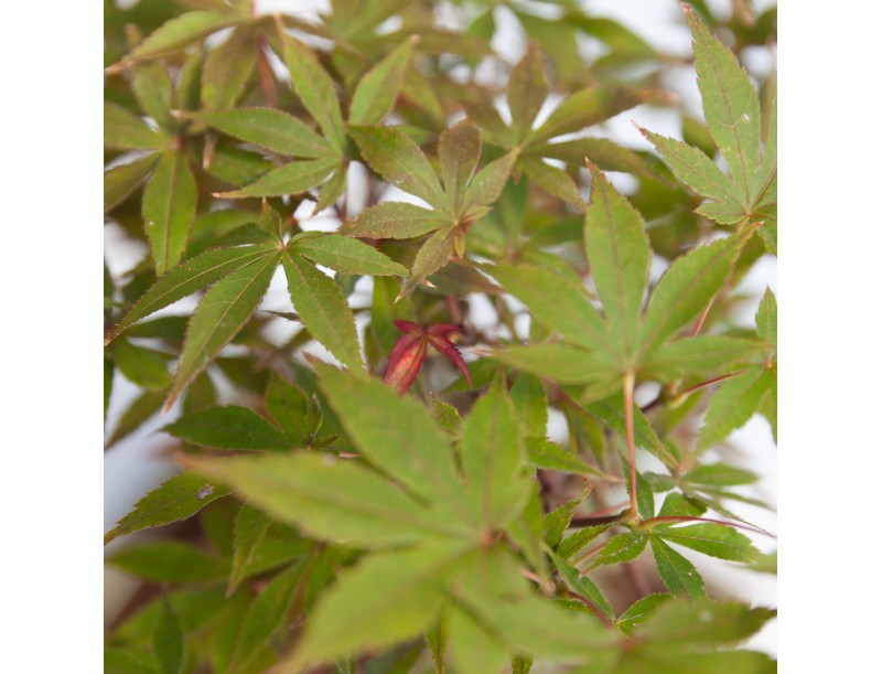 Acer palmatum nomura - Ahorn - 45 cm