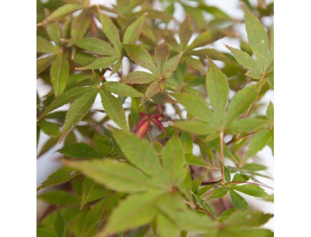 Acer palmatum nomura - maple - 45 cm
