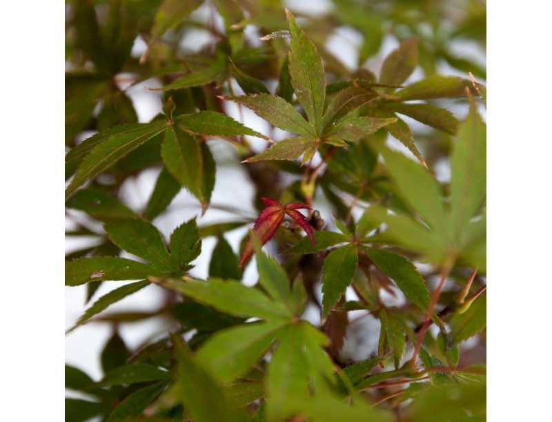 Acer palmatum nomura - érable - 45 cm
