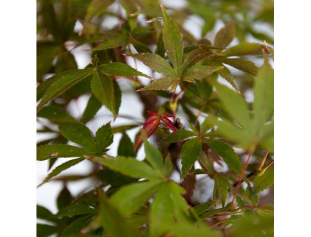 Acer palmatum nomura - Arce - 45 cm