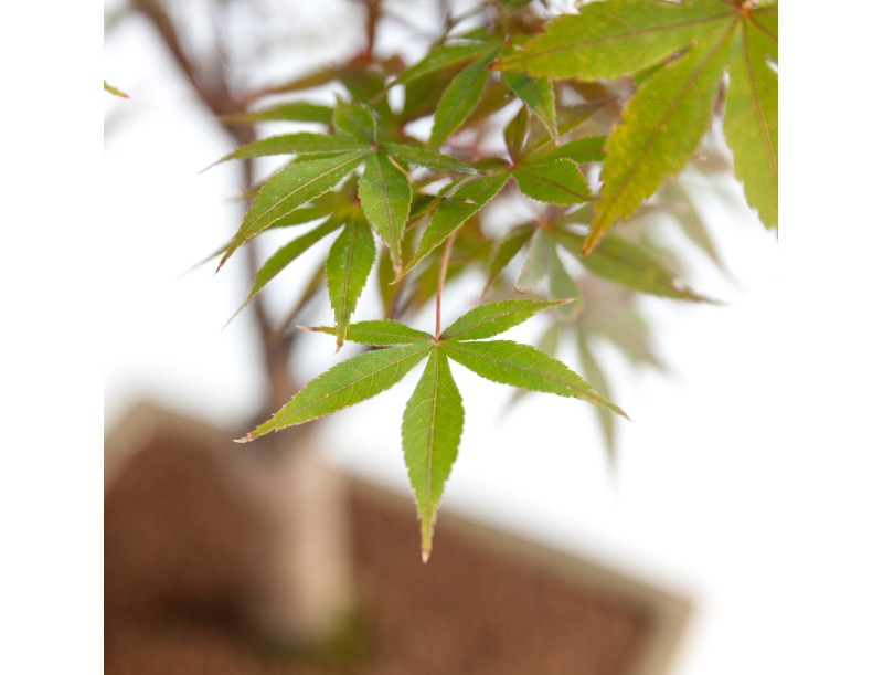 Acer palmatum nomura - maple - 45 cm