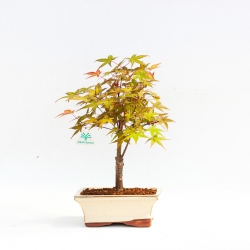Acer Palmatum Katsura - Acero - 29 cm