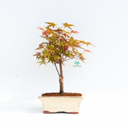 Acer Palmatum Katsura - Acero - 29 cm