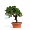 Juniperus chinensis - Juniper - 26 cm