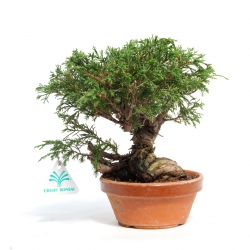 Juniperus chinensis - Genévrier de Chine - 22 cm