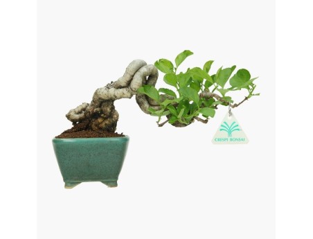 Celastrus orbiculatus - 16 cm