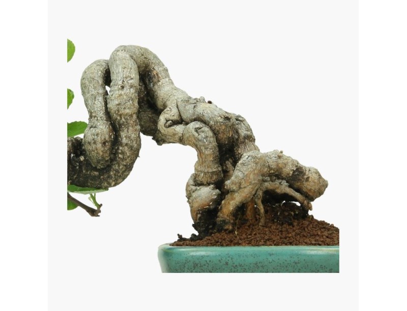 Celastrus orbiculatus - 16 cm