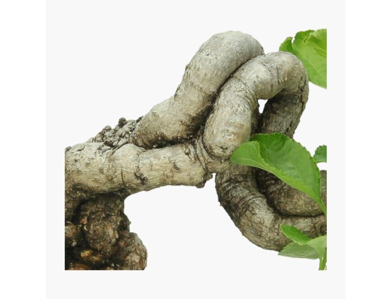 Celastrus orbiculatus - 16 cm