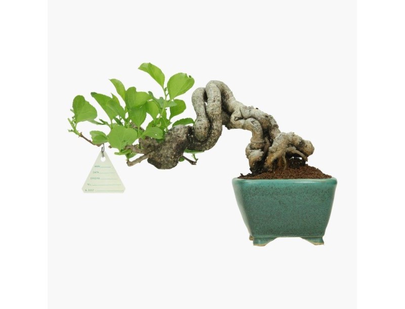 Celastrus orbiculatus - 16 cm