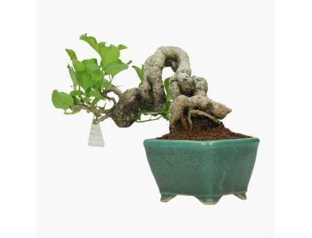 Celastrus orbiculatus - 16 cm