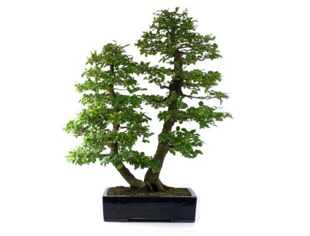 Celtis australis - Bagolaro - 100 cm