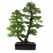 Celtis australis - Bagolaro - 100 cm