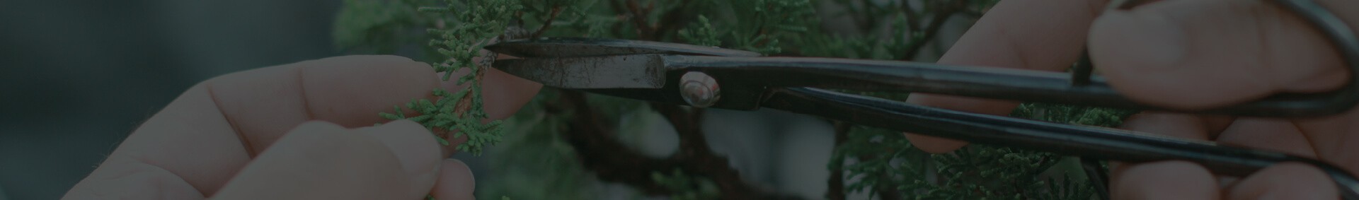 Università del Bonsai