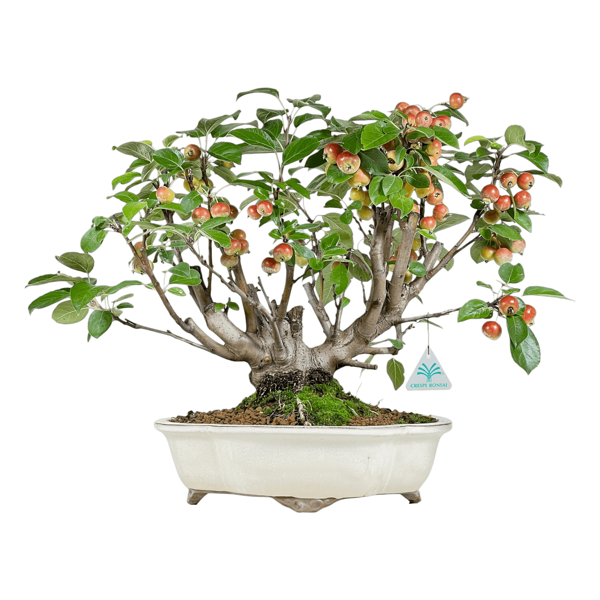 Crespi Bonsai