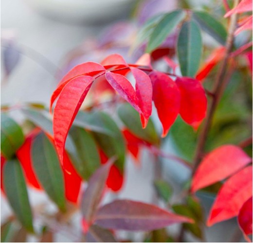 Rhus succedanea