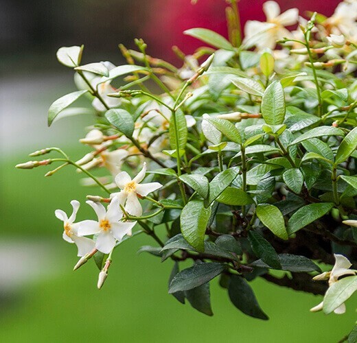 Trachelospermum asiaticum