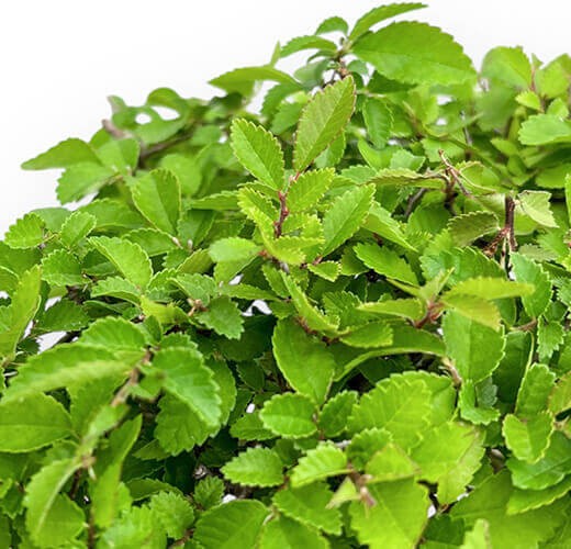 Ulmus parviflora