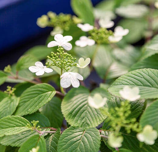 Viburnum