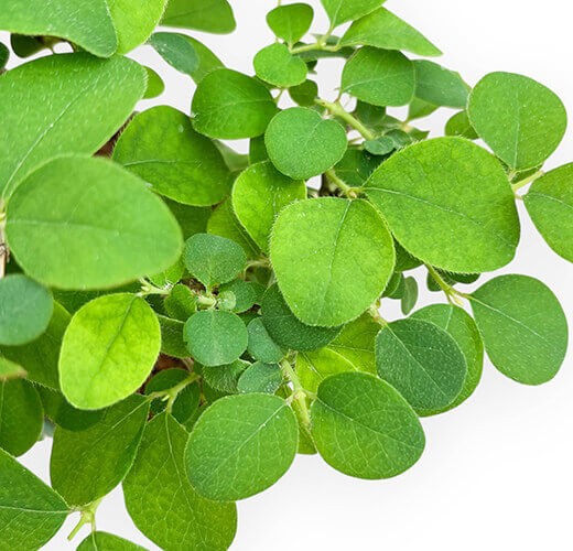 Lonicera