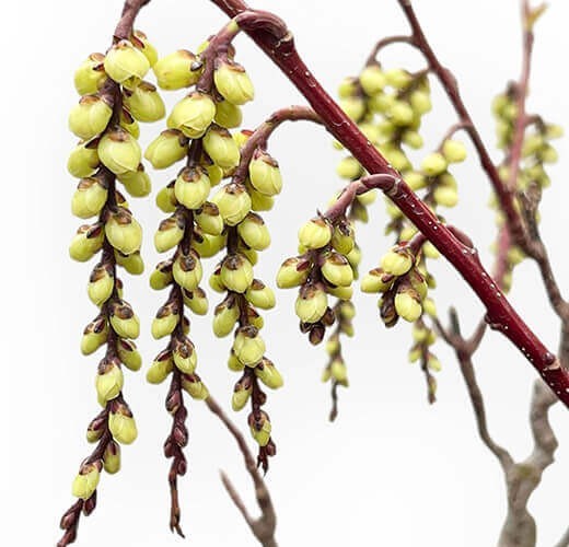Stachyurus praecox