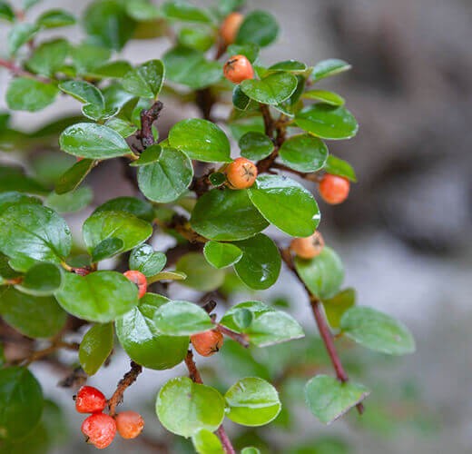 Cotoneaster