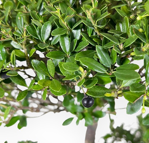 Ilex crenata