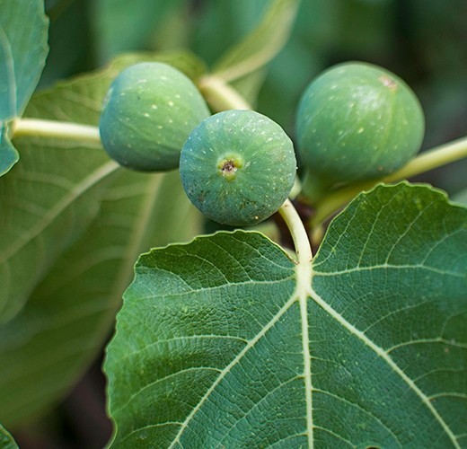 Ficus carica