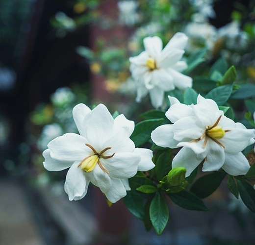 Gardenia jasminoides