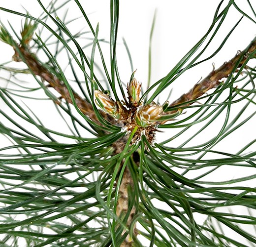 Pinus nigra