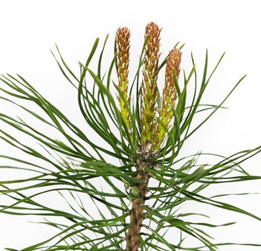 Pinus uncinata