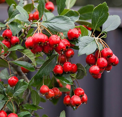 Crataegus