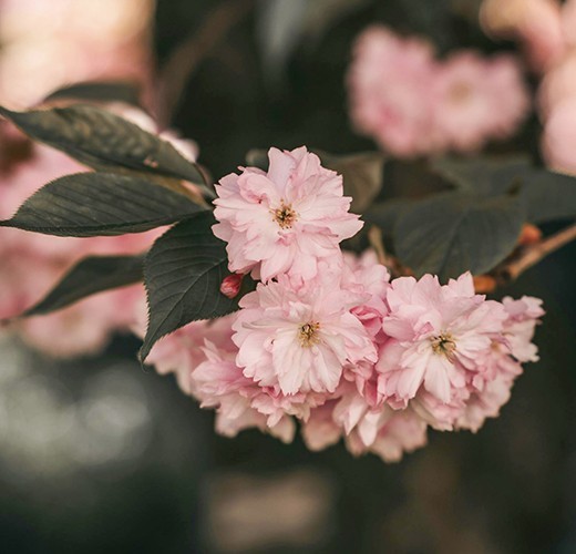 Prunus kanzan