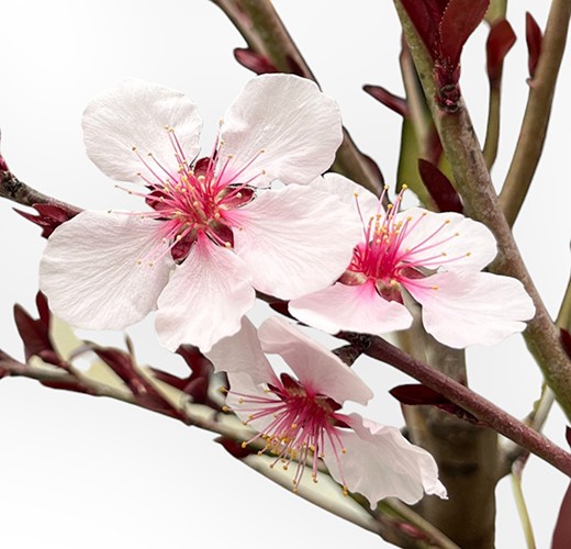 Prunus persica