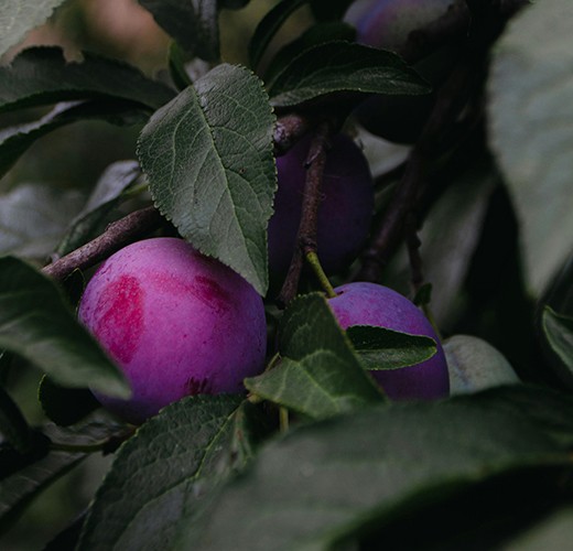 Prunus spinosa