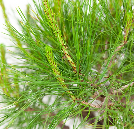 Pinus densiflora