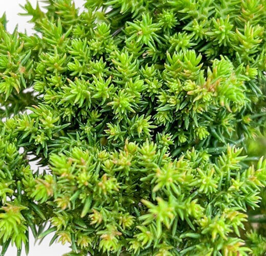 Cryptomeria japonica