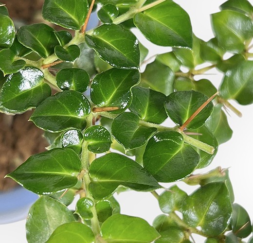 Damnacanthus indicus