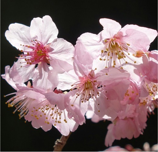 Prunus subhirtella fukubana