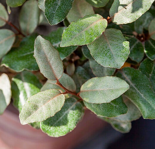 Elaeagnus