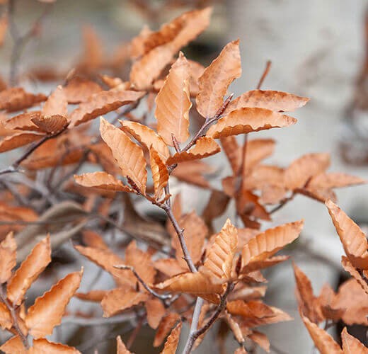 Fagus crenata