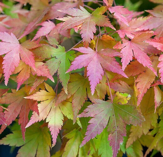 Acer palmatum