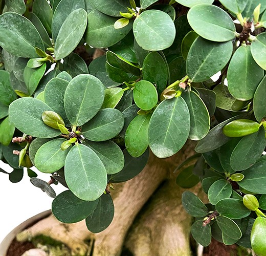 Ficus formosanum