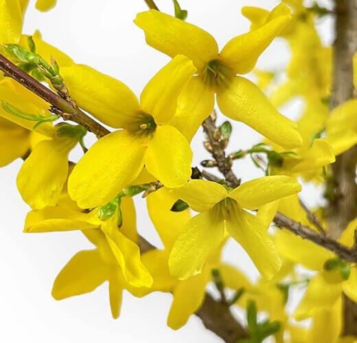 Forsythia